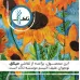 ماگ انحنادار طرح رویای آفتابگردان (باجعبه)