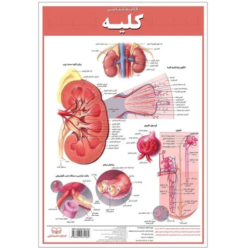 کتاب پوستر کالبد شناسی کلیه 50*35 (گلاسه،باجعبه)