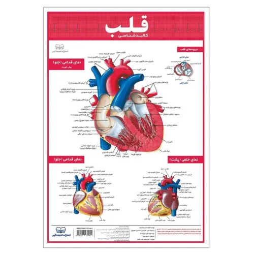 کتاب پوستر کالبد شناسی قلب 50*35 (گلاسه،باجعبه)