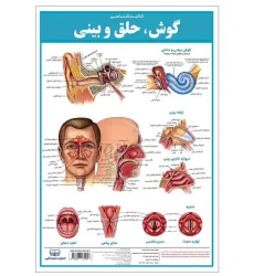 کتاب پوستر کالبد شناسی گوش،حلق و بینی 50*35 (گلاسه،باجعبه)