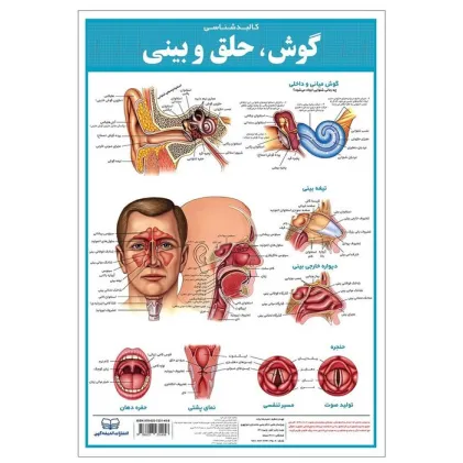 کتاب پوستر کالبد شناسی گوش،حلق و بینی 50*35 (گلاسه،باجعبه)