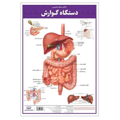 کتاب پوستر کالبد شناسی دستگاه گوارش 50*35 (گلاسه،باجعبه)