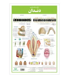 کتاب پوستر کالبد شناسی دندان 50*35 (گلاسه،باجعبه)