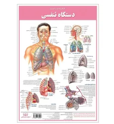 کتاب پوستر کالبد شناسی دستگاه تنفسی 50*35 (گلاسه،باجعبه)