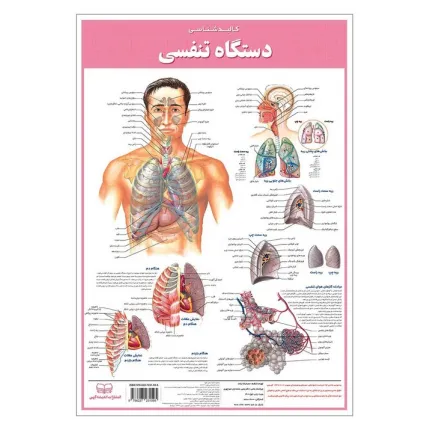 کتاب پوستر کالبد شناسی دستگاه تنفسی 50*35 (گلاسه،باجعبه)