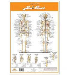کتاب پوستر کالبد شناسی دستگاه اسکلتی 50*35 (گلاسه،باجعبه)