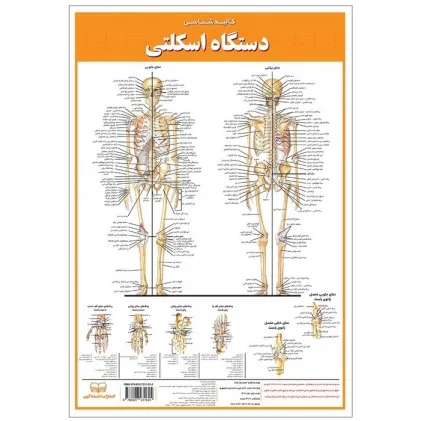 کتاب پوستر کالبد شناسی دستگاه اسکلتی 50*35 (گلاسه،باجعبه)