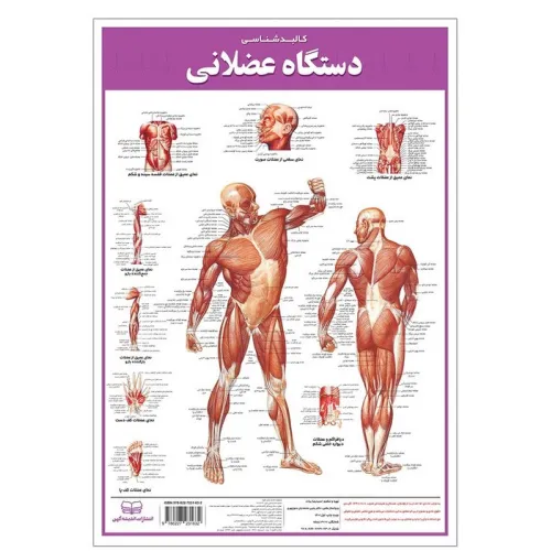کتاب پوستر کالبد شناسی دستگاه عضلانی 50*35 (گلاسه،باجعبه)