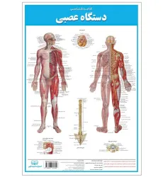 کتاب پوستر کالبد شناسی دستگاه عصبی 50*35 (گلاسه،باجعبه)