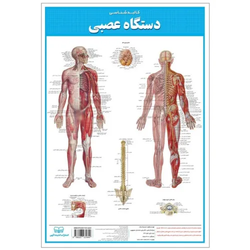 کتاب پوستر کالبد شناسی دستگاه عصبی 50*35 (گلاسه،باجعبه)