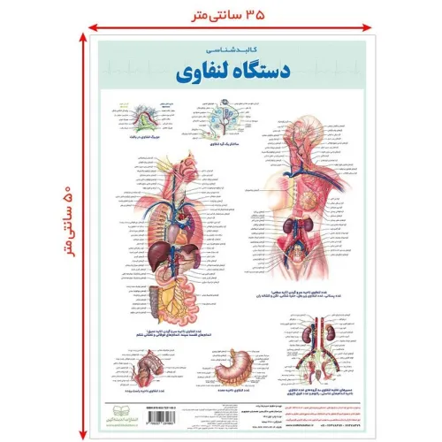 کتاب پوستر کالبد شناسی دستگاه لنفاوی 50*35 (گلاسه،باجعبه)