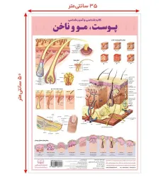 کتاب پوستر کالبد شناسی و آسیب شناسی50 پوست،مو و ناخن 50*35 (گلاسه،باجعبه)